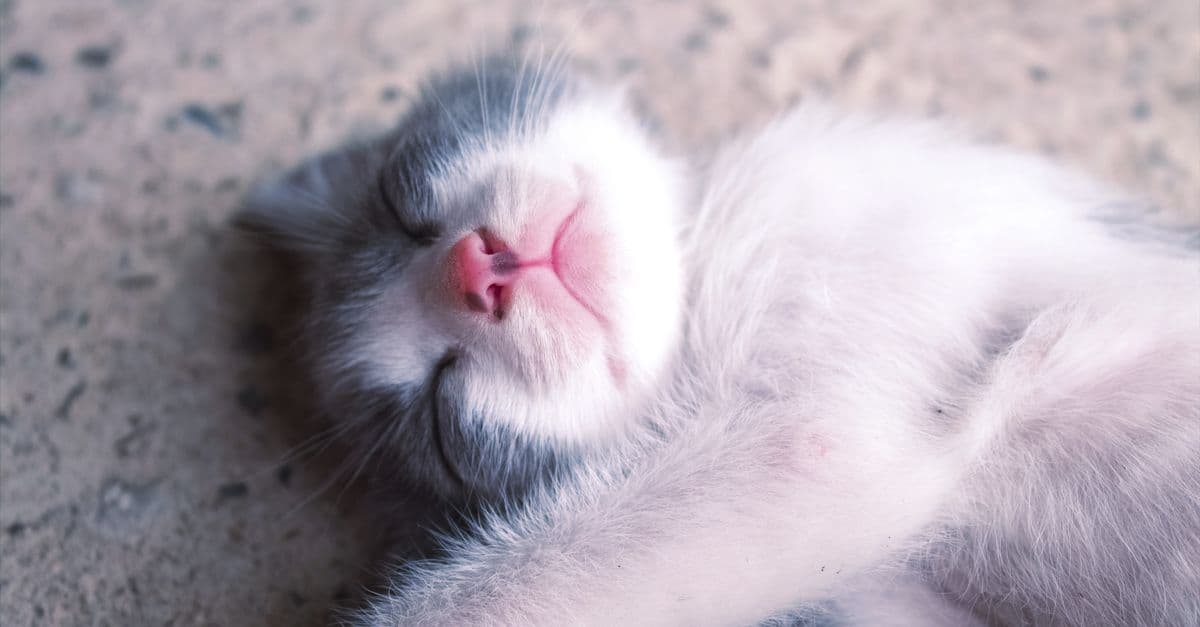Rüyada kedi görmenin sezgi ve huzurla ilişkisini anlatan uyuyan kedi