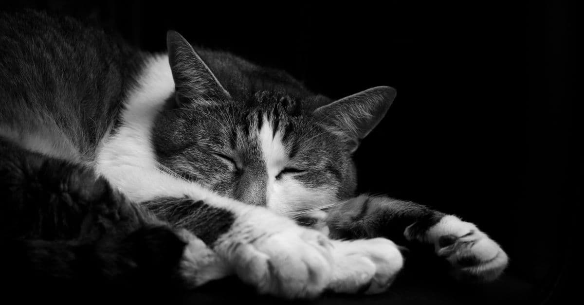 Rüyada farklı renklerde kedi görmenin değişen anlamlarını simgeleyen kedi