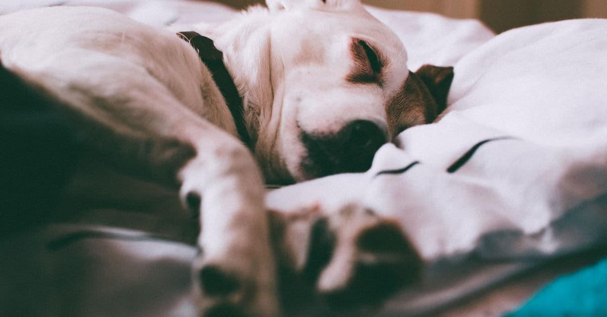 Çimenlerin üzerinde dinlenen sakin bir köpek