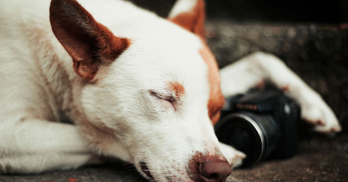 Kamera karşısında dikkatle duran siyah bir köpek